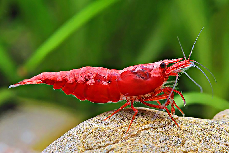 Red Cherry shrimp содержание и размножение в условиях домашнего аквариума