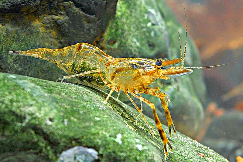 Азиатская стеклянная креветка (Macrobrachium lanchesteri) Азиатская стеклянная креветка (Macrobrachium lanchesteri) содержание и разведение в условиях домашнего аквариума