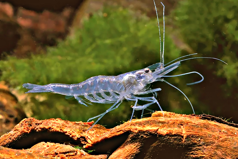Индийская стеклянная креветка (Macrobrachium ehemals) Индийская стеклянная креветка (Macrobrachium ehemals) содержание и размножение в домашнем аквариуме