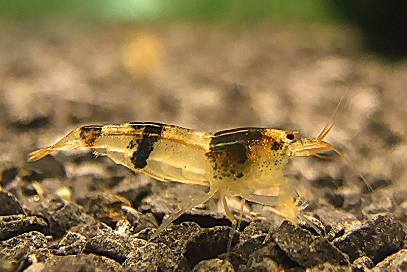 Каридина Тумида, Новая пчела (Caridina tumida) Каридина Тумида, Новая пчела (Caridina tumida) содержание и размножение в условиях домашнего аквариума