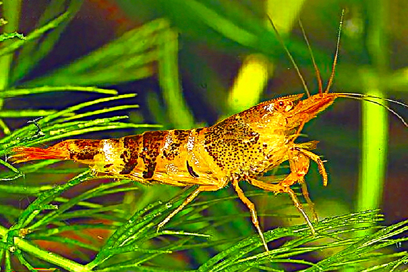 Каридина локаут, Мандариновый тигр (Caridina serrata) Каридина локаут, Мандариновый тигр (Caridina serrata) описание, содержание и размножение в домашнем аквариуме