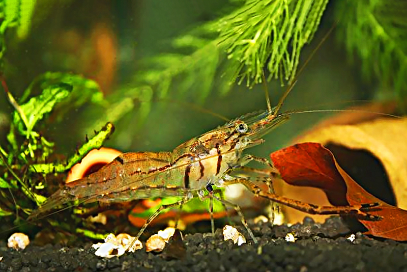 Каридина симони (Caridina simoni simoni) Каридина симони (Caridina simoni simoni) содержание и размножение в условиях домашнего аквариума
