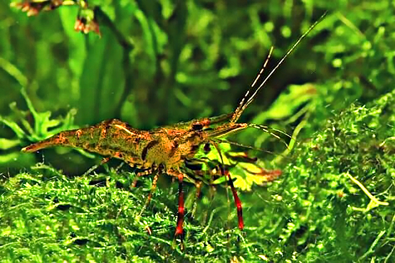 Красно-ржавая креветка (Macrobrachium dayanum) Красно-ржавая креветка (Macrobrachium dayanum) содержание и размножение в условиях домашнего аквариума