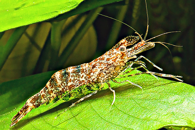 Рождественская креветка (Arachnochium (Macrobrachium) kulsiense) Рождественская креветка (Arachnochium (Macrobrachium) kulsiense) содержание и размножение в домашнем аквариуме