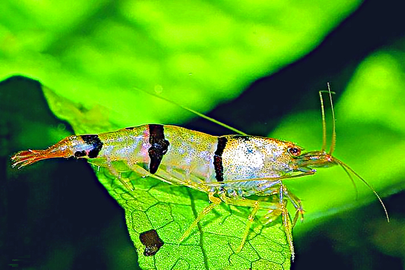 Трехполосая креветка (Caridina trifasciata) содержание и размножение в условиях домашнего аквариума