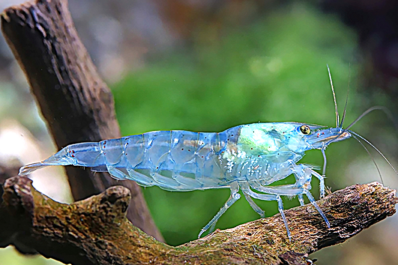 Неокардина синяя (Neocaridina palmata var. Blue) Неокардина синяя (Neocaridina palmata var. Blue) содержание и размножение в условиях домашнего аквариума